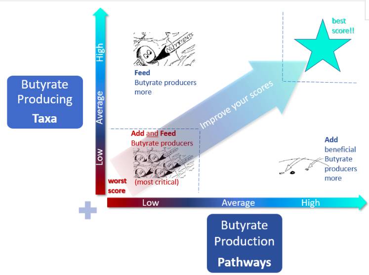 butyrate production