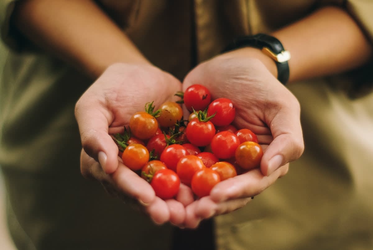 hands holding tomatoes